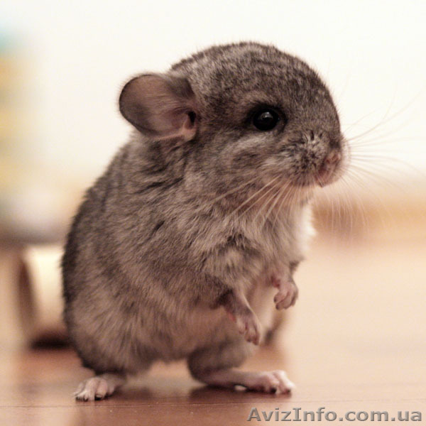 Продам Шиншилл 300грн - <ro>Изображение</ro><ru>Изображение</ru> #1, <ru>Объявление</ru> #29163