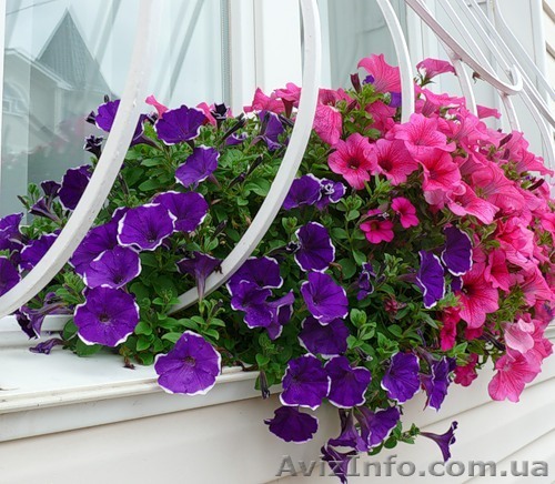 Сурфиния, петуния, бегония, цветы для клумб 096 221-57-77 - <ro>Изображение</ro><ru>Изображение</ru> #1, <ru>Объявление</ru> #32318