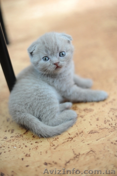 шотландский котенок - <ro>Изображение</ro><ru>Изображение</ru> #1, <ru>Объявление</ru> #44374