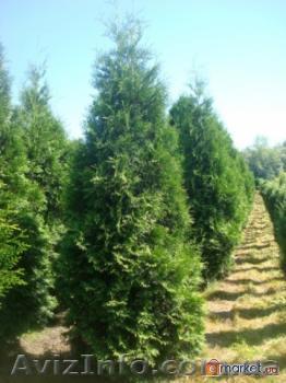 продам туи смарагд - <ro>Изображение</ro><ru>Изображение</ru> #1, <ru>Объявление</ru> #44059