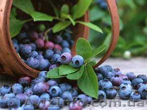 Черника. Свежые лесные ягоды - <ro>Изображение</ro><ru>Изображение</ru> #1, <ru>Объявление</ru> #46447
