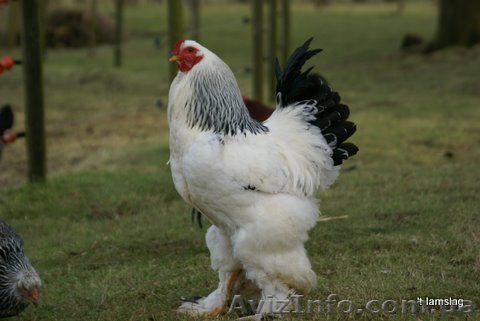 Цыплята брама, кохинхин, орпингтон - <ro>Изображение</ro><ru>Изображение</ru> #1, <ru>Объявление</ru> #39044