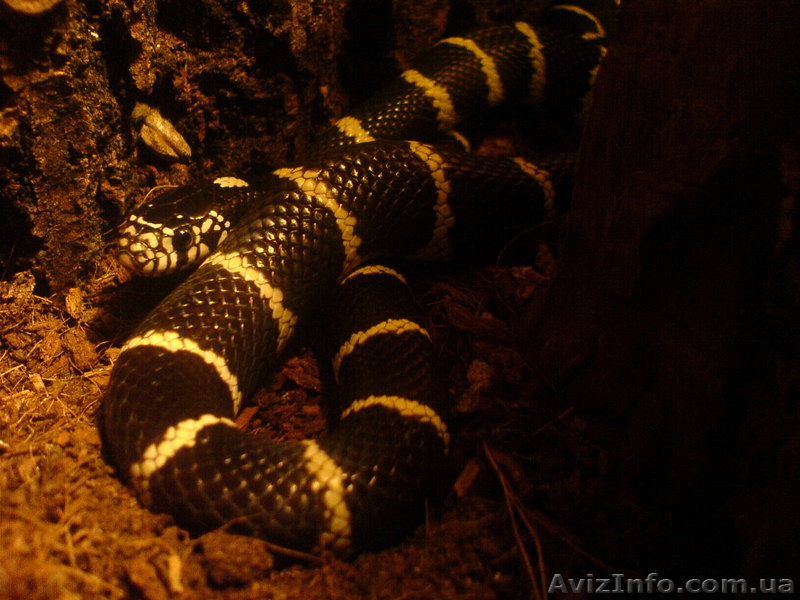 калифорнийская королевская змея - <ro>Изображение</ro><ru>Изображение</ru> #1, <ru>Объявление</ru> #37646