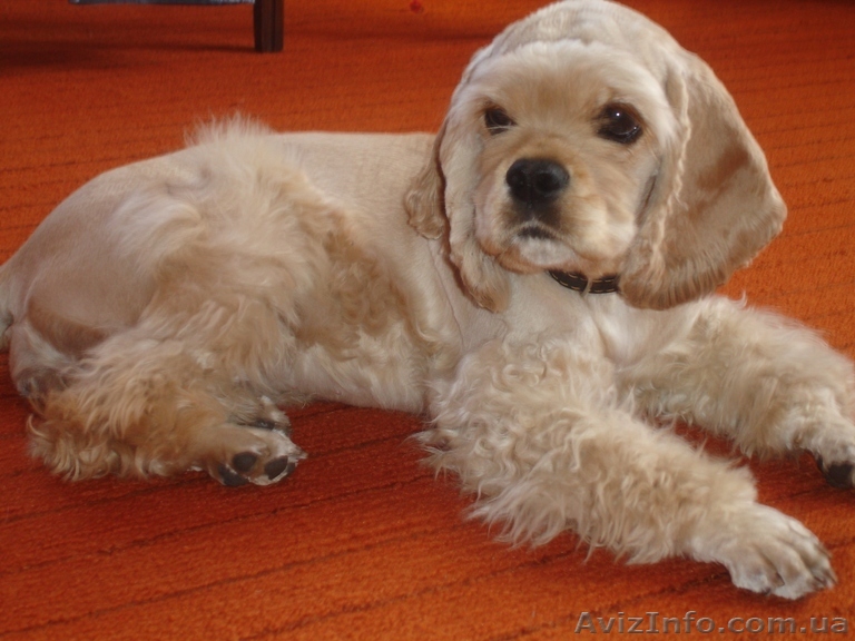 Срочно продам Американского кокера-спаниеля - <ro>Изображение</ro><ru>Изображение</ru> #1, <ru>Объявление</ru> #39949