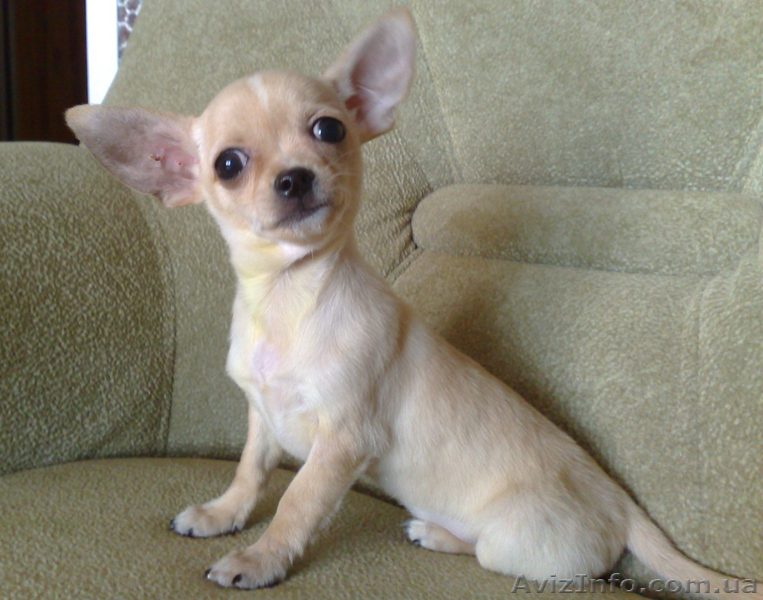Щенок чихуахуа мальчик. Возможен ТОРГ - <ro>Изображение</ro><ru>Изображение</ru> #1, <ru>Объявление</ru> #45805