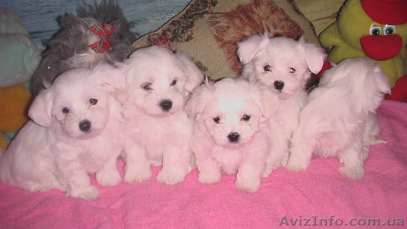 болонка-мальтез - <ro>Изображение</ro><ru>Изображение</ru> #1, <ru>Объявление</ru> #40617