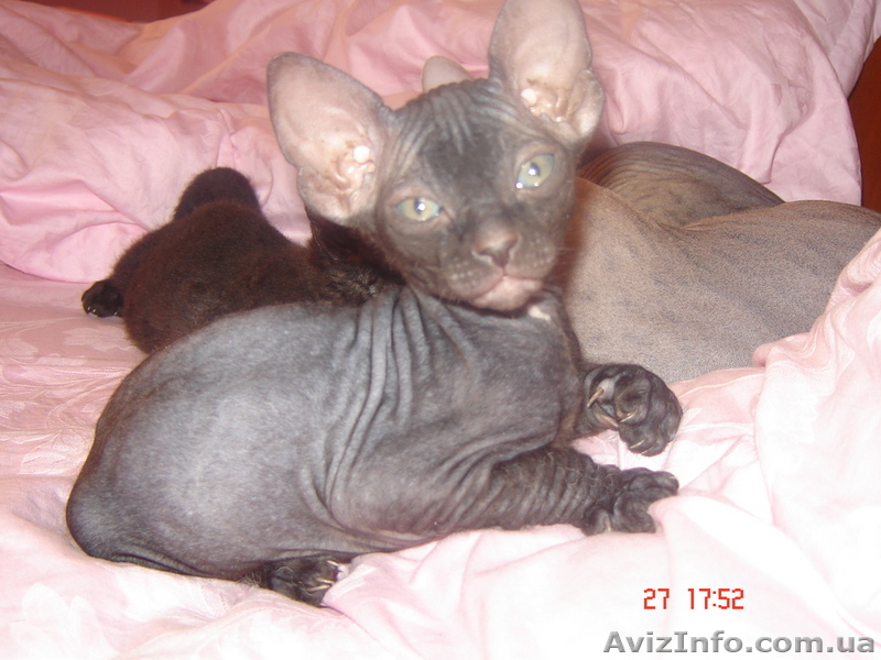 Котенок Донского мфинкса - <ro>Изображение</ro><ru>Изображение</ru> #1, <ru>Объявление</ru> #40952