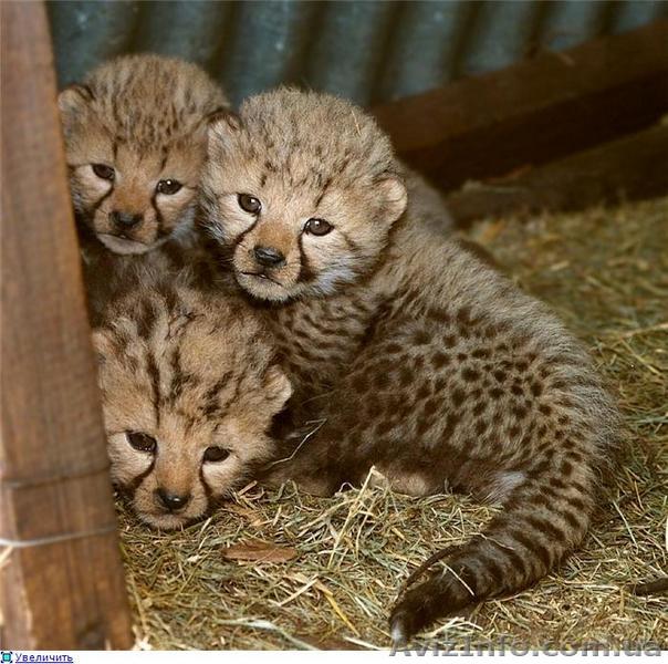продажа котят гепарда - <ro>Изображение</ro><ru>Изображение</ru> #1, <ru>Объявление</ru> #41145