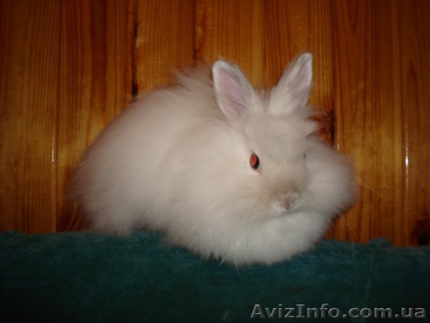 Срочно отдам ангорского кролика - <ro>Изображение</ro><ru>Изображение</ru> #1, <ru>Объявление</ru> #44054