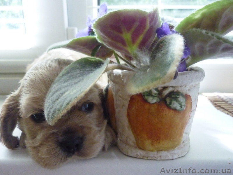 Щенки американского кокера - <ro>Изображение</ro><ru>Изображение</ru> #1, <ru>Объявление</ru> #42417