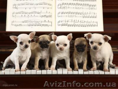 Перевозка Пианино Киев. Перевезти пианино по Киеву.  перевозка пианино - <ro>Изображение</ro><ru>Изображение</ru> #1, <ru>Объявление</ru> #44291