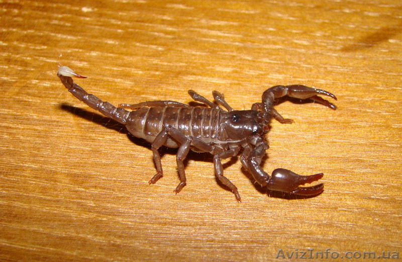 Продам малышей Pandinus imperator (Императорский скорпион) - <ro>Изображение</ro><ru>Изображение</ru> #1, <ru>Объявление</ru> #46997
