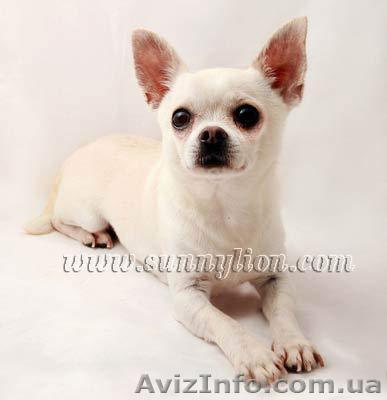 щенки чихуахуа (девочки) - <ro>Изображение</ro><ru>Изображение</ru> #1, <ru>Объявление</ru> #53247