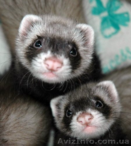 Хорек.Посмотреть на малышей можно Вконтакте на странице Анастасия Мистерия  - <ro>Изображение</ro><ru>Изображение</ru> #1, <ru>Объявление</ru> #56543