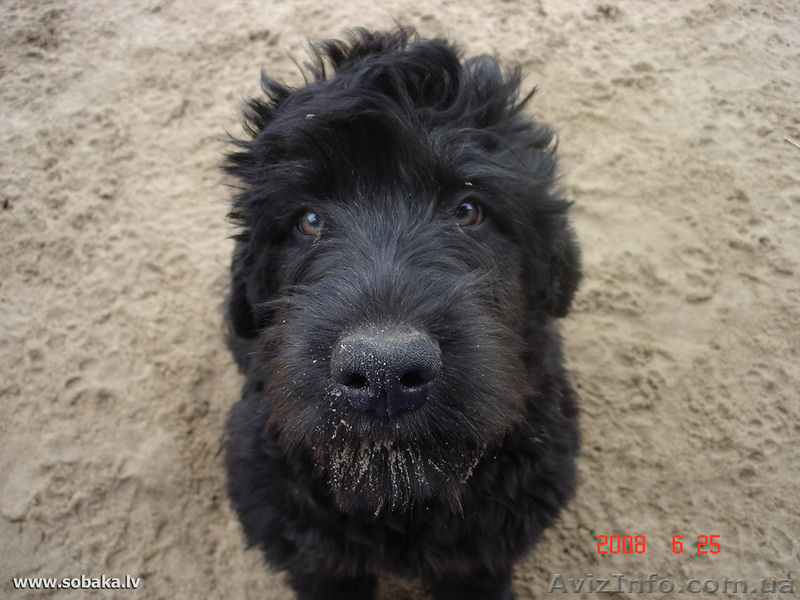 Русский черный терьер - <ro>Изображение</ro><ru>Изображение</ru> #1, <ru>Объявление</ru> #32833