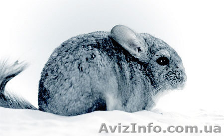 Шиншила,самец 3 месяца - <ro>Изображение</ro><ru>Изображение</ru> #1, <ru>Объявление</ru> #58385