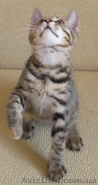 кошечка курильский бобтейл 2.5 мес. - <ro>Изображение</ro><ru>Изображение</ru> #1, <ru>Объявление</ru> #51068