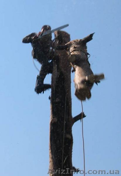 спиливание деревьев киев 233 03 70 - <ro>Изображение</ro><ru>Изображение</ru> #1, <ru>Объявление</ru> #49673