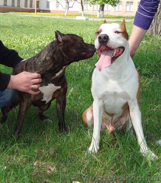 Продаются щенки АСТ - <ro>Изображение</ro><ru>Изображение</ru> #1, <ru>Объявление</ru> #54165