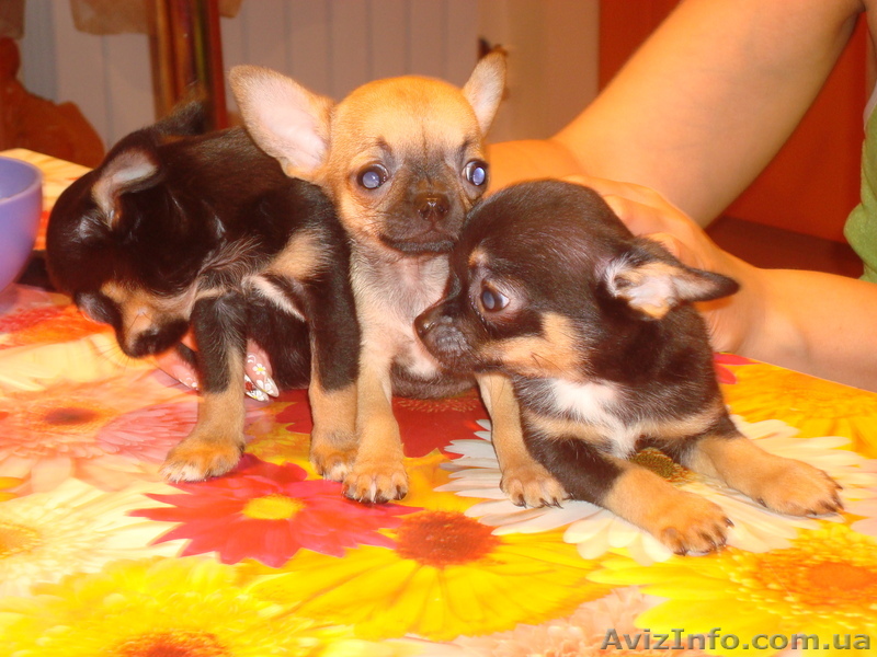 продам щенков чихуахуа - <ro>Изображение</ro><ru>Изображение</ru> #1, <ru>Объявление</ru> #48713