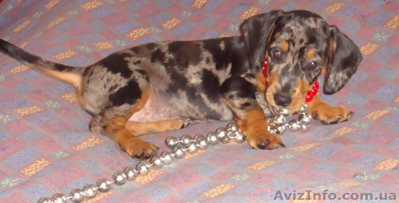 такса девочка редкого мраморного окраса  - <ro>Изображение</ro><ru>Изображение</ru> #1, <ru>Объявление</ru> #55893