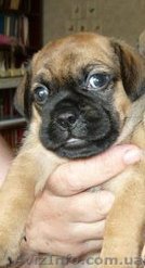 мопс продам за 300 грн - <ro>Изображение</ro><ru>Изображение</ru> #1, <ru>Объявление</ru> #58418
