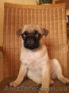 мопс щенок выставочный продается  - <ro>Изображение</ro><ru>Изображение</ru> #1, <ru>Объявление</ru> #57363
