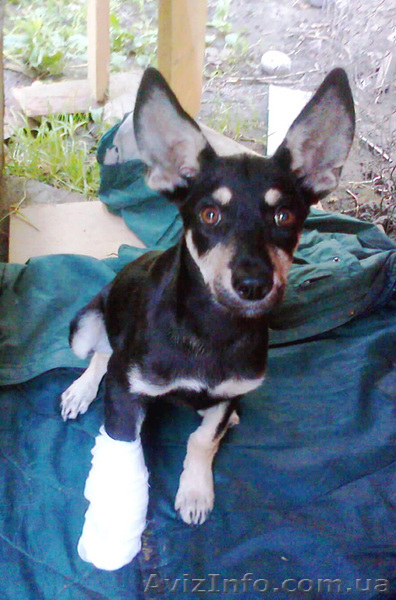 Срочно отдам щенка в хорошие руки! - <ro>Изображение</ro><ru>Изображение</ru> #1, <ru>Объявление</ru> #56489