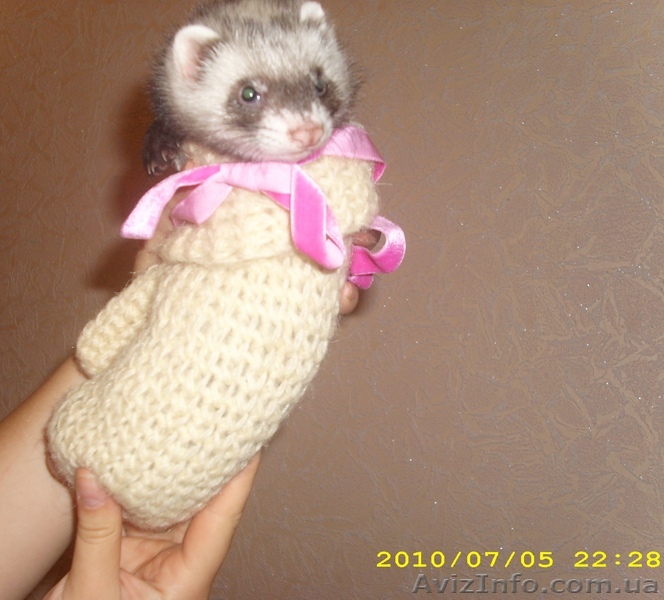 хорек.фретка.Срочно продам.скидки!!!!! - <ro>Изображение</ro><ru>Изображение</ru> #1, <ru>Объявление</ru> #56444