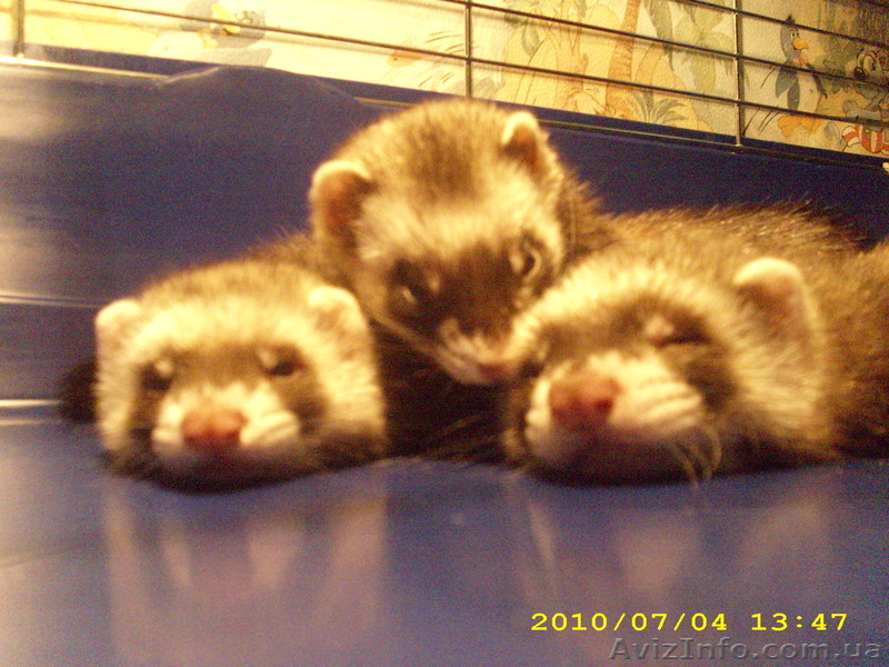 хорек.фретка.есть клубные-дороже,и обычные-отдаю срочно,малышам 3 месяца. - <ro>Изображение</ro><ru>Изображение</ru> #1, <ru>Объявление</ru> #56555