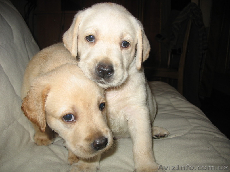 Клубные щенки лабрадора с прекрасным выставочным потенциалом! - <ro>Изображение</ro><ru>Изображение</ru> #1, <ru>Объявление</ru> #58268