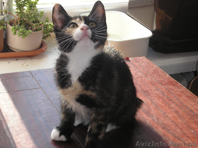 котята курильского бобтейла срочно! - <ro>Изображение</ro><ru>Изображение</ru> #1, <ru>Объявление</ru> #50423