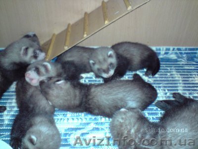 Декоративные хорьки(фретки) - <ro>Изображение</ro><ru>Изображение</ru> #1, <ru>Объявление</ru> #51505