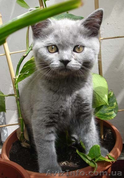 Чистокровные шотландские котята - <ro>Изображение</ro><ru>Изображение</ru> #1, <ru>Объявление</ru> #55144