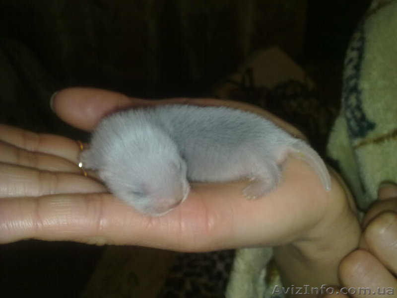 продам щенков декоративного хорька(фретки) - <ro>Изображение</ro><ru>Изображение</ru> #1, <ru>Объявление</ru> #67983