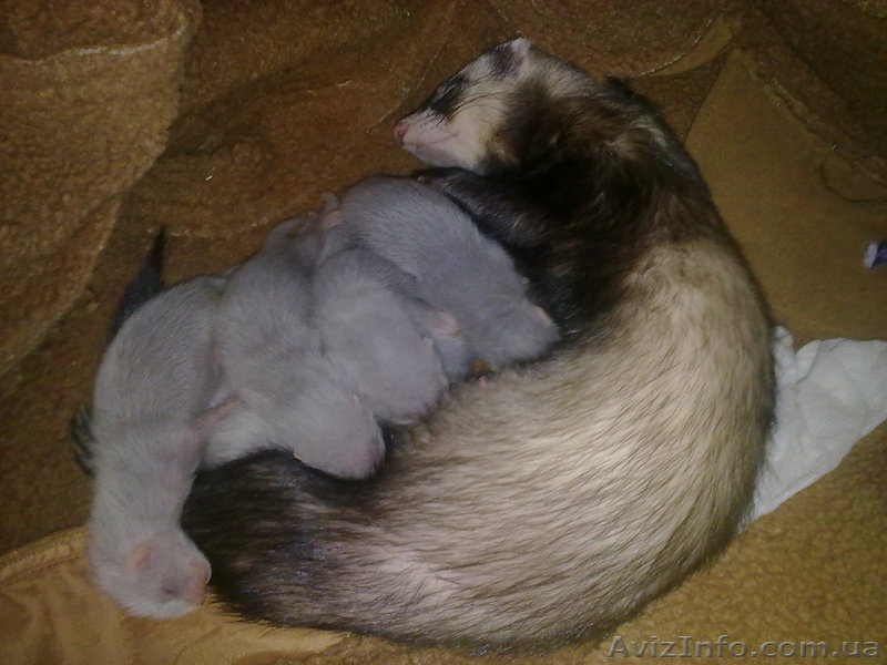 Продам щенков декоративного хорька - <ro>Изображение</ro><ru>Изображение</ru> #1, <ru>Объявление</ru> #62494