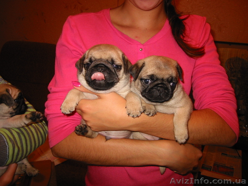 Продам  щенков МОПСИКА - <ro>Изображение</ro><ru>Изображение</ru> #1, <ru>Объявление</ru> #64237