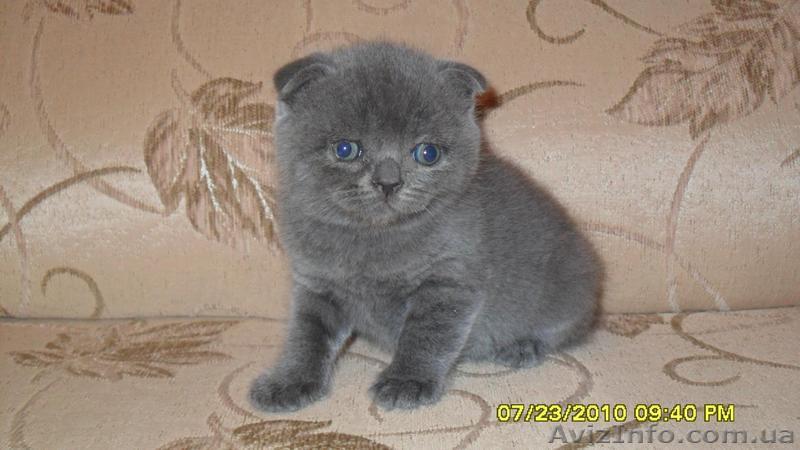 шотландский 600грн - <ro>Изображение</ro><ru>Изображение</ru> #1, <ru>Объявление</ru> #62394