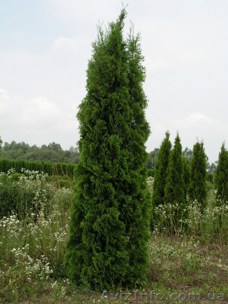 Туя западная колоновидная (західна колоновидна) Колумна.  - <ro>Изображение</ro><ru>Изображение</ru> #1, <ru>Объявление</ru> #61313