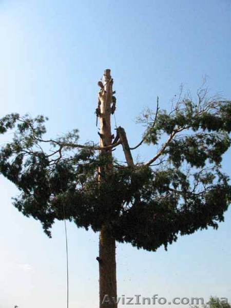 удаление деревьев ,корчевание пней киев 233 03 70 - <ro>Изображение</ro><ru>Изображение</ru> #1, <ru>Объявление</ru> #60549