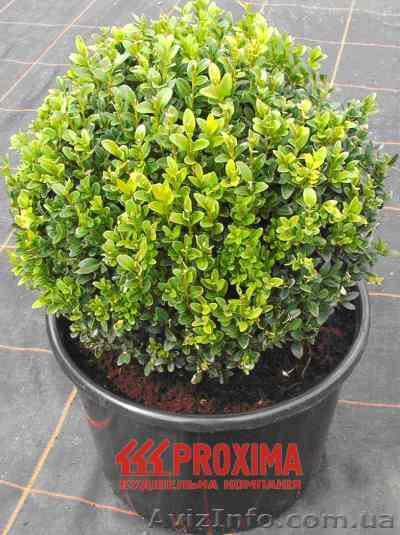 Самшит по самым низким ценам в Киеве. - <ro>Изображение</ro><ru>Изображение</ru> #1, <ru>Объявление</ru> #61793