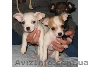 мужчины и женщины чихуахуа на продажу - <ro>Изображение</ro><ru>Изображение</ru> #1, <ru>Объявление</ru> #69839