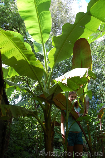 Банан Басио (Musa basjoo) - <ro>Изображение</ro><ru>Изображение</ru> #1, <ru>Объявление</ru> #55906