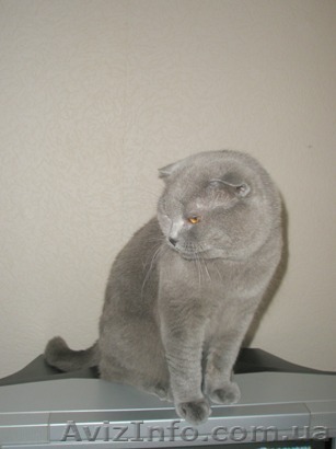 Шотландский вислоухий кот ищет подружку для вязки. - <ro>Изображение</ro><ru>Изображение</ru> #1, <ru>Объявление</ru> #69816