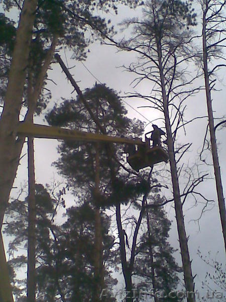 спилить дерево,удалить дерево,корчевание деревьев 233 03 70 - <ro>Изображение</ro><ru>Изображение</ru> #1, <ru>Объявление</ru> #60553