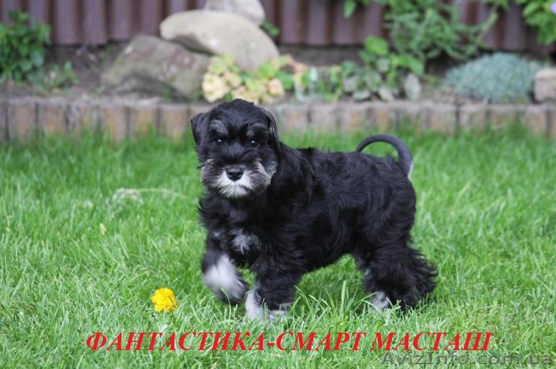 ЩЕНКИ ЦВЕРГШНАУЦЕРА - <ro>Изображение</ro><ru>Изображение</ru> #1, <ru>Объявление</ru> #61966