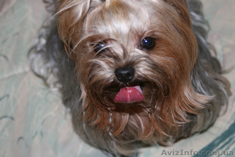 вязка йоркширского мини терьера в киеве-окрас золото с платиной. - <ro>Изображение</ro><ru>Изображение</ru> #1, <ru>Объявление</ru> #61434