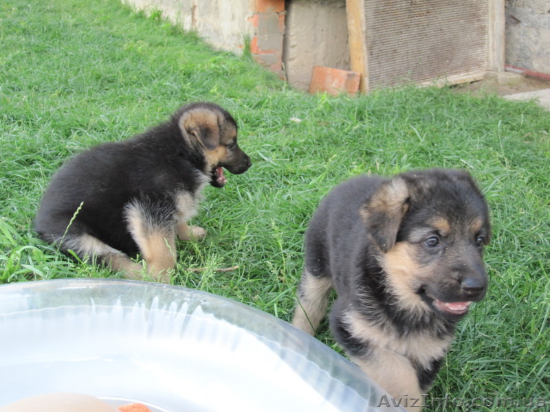 Щенки немецкой овчарки ищут своих хозяев! - <ro>Изображение</ro><ru>Изображение</ru> #1, <ru>Объявление</ru> #62605