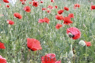 Сниму под фитнес - <ro>Изображение</ro><ru>Изображение</ru> #1, <ru>Объявление</ru> #69460