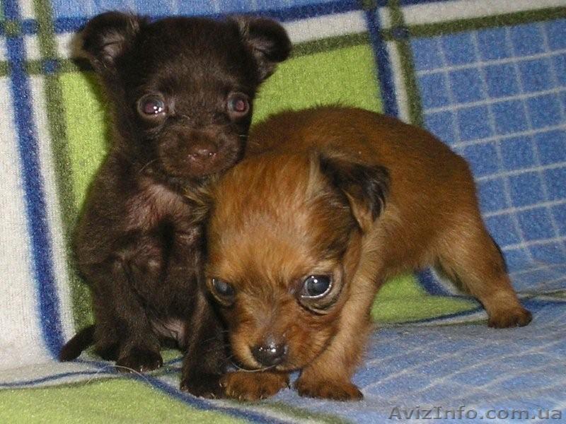 продаю щенков длинношерстного русского тоя - <ro>Изображение</ro><ru>Изображение</ru> #1, <ru>Объявление</ru> #64549